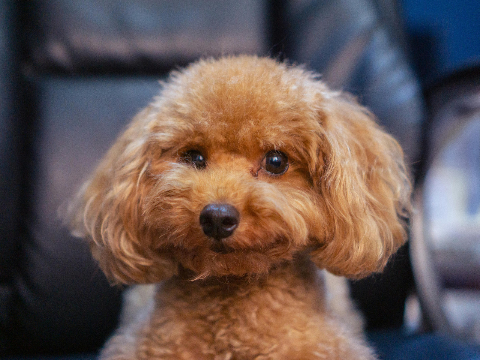 Pet Friendly Stays